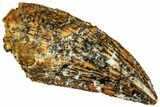 Serrated, Raptor Tooth - Real Dinosaur Tooth #296216-1